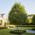 Skyline? Honeylocust Tree - Gleditsia triacanthos var. inermis 'Skyline'