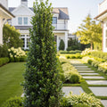 Sky Pencil Holly Tree - Ilex crenata 'Sky Pencil'