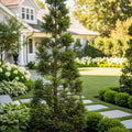 Slender Hinoki Cypress Tree - Chamaecyparis obtusa 'Crippsii'