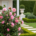 Slim 'N Trim Camellia - Camellia japonica 'Slim 'N Trim'