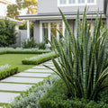 Zeylanica Snake Plant - Sansevieria zeylanica