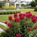 Speedy Sonnet Crimson Snapdragon - Antirrhinum majus