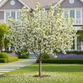 Snow Crystal? Crabapple Tree - Malus 'Snow Crystal'