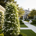 Snow Tower Columnar Dogwood Tree - Cornus florida 'Snow Tower'