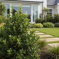 Soft Touch Holly Shrub - Ilex