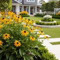 Solar Sisters? Black Eyed Susan Plant - Rudbeckia