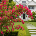 Proven Winners? Sonic Bloom? Weigela Shrub - Weigela florida