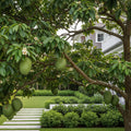 Soursop 'Guanabana' Tree - Annona Muricata