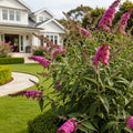 Southern Living? Magenta Butterfly Towers? Butterfly Bush - Buddleia