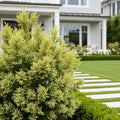 Southern Living? Night Light? Chamaecyparis Shrub - Chamaecyparis