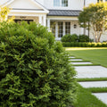 Southern Living? Pancake? Arborvitae Shrub - Thuja occidentalis