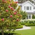 Southern Living? 'Stellar Ruby' Magnolia Tree - Magnolia ? 'Stellar Ruby'