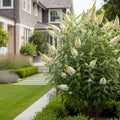 Southern Living? White Butterfly Towers? Butterfly Bush - Buddleia davidii