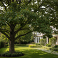 Southern Red Oak Tree - Quercus falcata