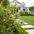 Spartan Blueberry Bush - Vaccinium corymbosum 'Spartan'