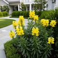 Speedy Sonnet Yellow Snapdragon