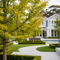 Spring Grove Ginkgo Tree - Ginkgo biloba 'Spring Grove'