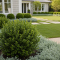 Proven Winners? Sprinter? Boxwood Shrub - Buxus