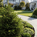 Spruce It Up? Dwarf Alberta Spruce Tree - Picea glauca 'Spruce It Up'