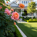 St. Tropez Rose - Rosa 'St. Tropez'