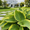Stained Glass Hosta Plant