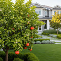 Star Ruby Grapefruit Tree - Citrus ? paradisi