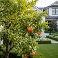 Star Ruby Grapefruit Tree - Citrus x paradisi