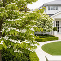 Starlight? Dogwood Tree - Cornus
