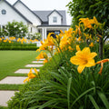 Stella D'Oro Daylily Plant - Hemerocallis
