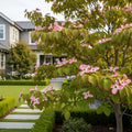 Stellar Pink Dogwood Tree - Cornus x rutgersensis 'Stellar Pink'