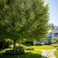 Sterling? Linden Tree - Tilia