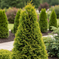 Proven Winners? Sting? Arborvitae - Thuja occidentalis