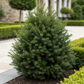 Proven Winners? Stonehenge Dark Druid? Yew - Taxus x media