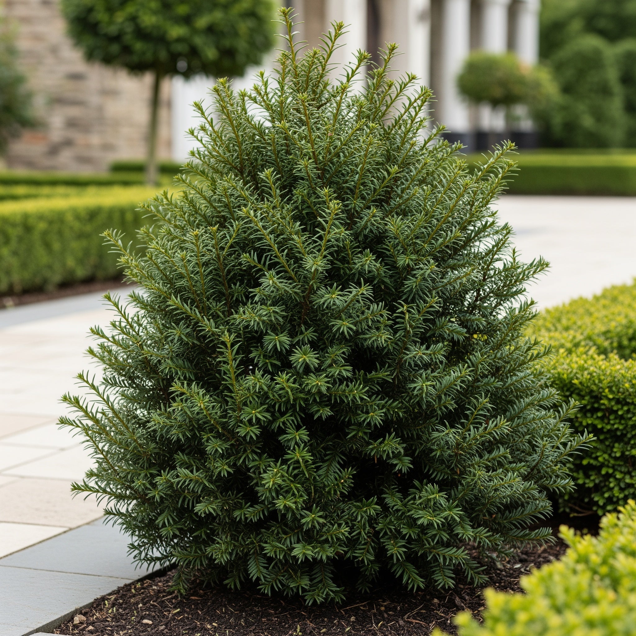 Proven Winners? Stonehenge Dark Druid? Yew - Taxus x media