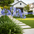 Straight A? Barley Blue Agapanthus - Agapanthus africanus