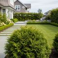 Sugar and Spice? Thuja - Thuja occidentalis 'Sugar and Spice'