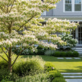 Summer Fun Dogwood Tree - Cornus kousa 'Summer Fun'