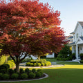 Sun Valley Red Maple Tree - Acer rubrum 'Sun Valley'