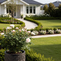 Sunblaze? Bridal Rose in Deco Pot - Rosa ? hybrida