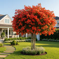 Sundown Orange Bougainvillea Tree - Bougainvillea spp.