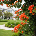 Sundown Orange Bougainvillea Vine - Bougainvillea 'Sundown Orange'
