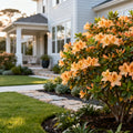 Sunglow Azalea - Rhododendron ? 'Sunglow'