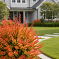 Proven Winners? Sunjoy? Mini Saffron Barberry Shrub - Berberis thunbergii