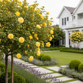 Sunny Knock Out? Rose Tree