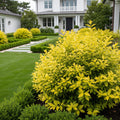 Southern Living? Sunshine Ligustrum Shrub - Ligustrum sinense 'Sunshine'