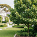 Swamp White Oak Tree - Quercus bicolor