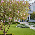 Sweet Bubba Seedless Desert Willow - Chilopsis linearis 'Sweet Bubba'