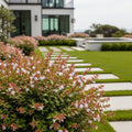 Proven Winners? Sweet Emotion Blaze? Abelia - Abelia ? grandiflora