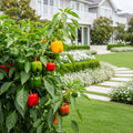 Sweet Pepper