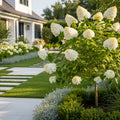 Sweet Starlight? Hydrangea Tree